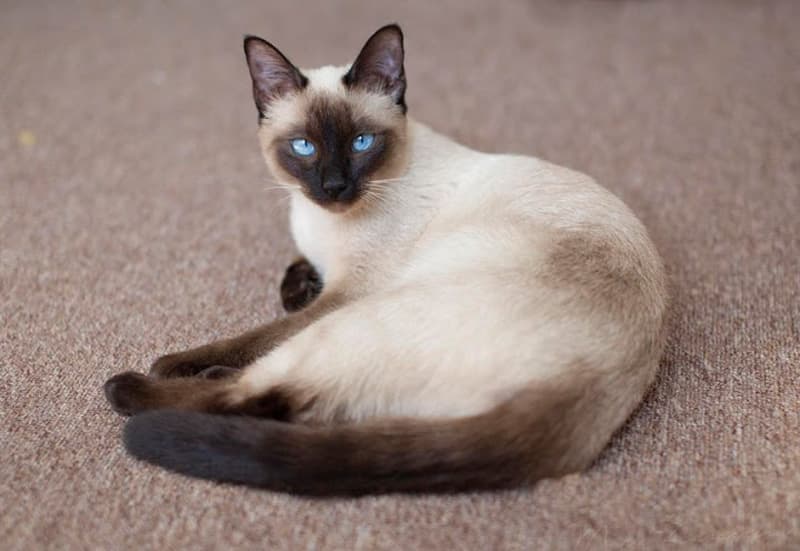 Mèo Xiêm (Siamese): đặc điểm, tính cách và chế độ ăn phù hợp