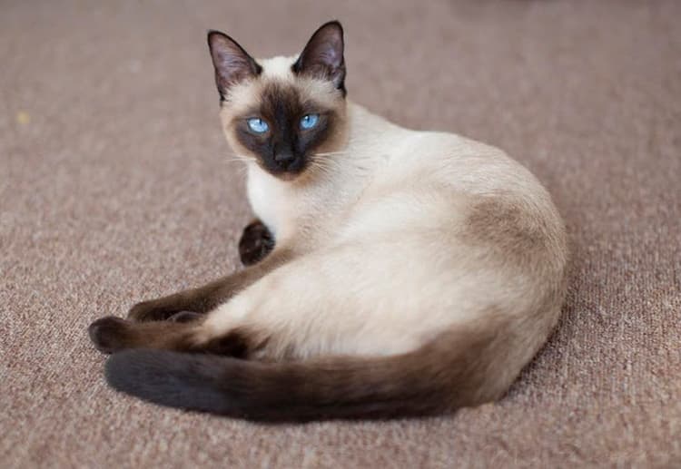 Mèo Xiêm (Siamese): đặc điểm, tính cách và chế độ ăn phù hợp