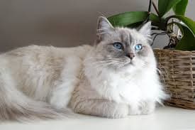 Mèo Ragdoll: tính cách hiền lành và cách chăm bộ lông dài
